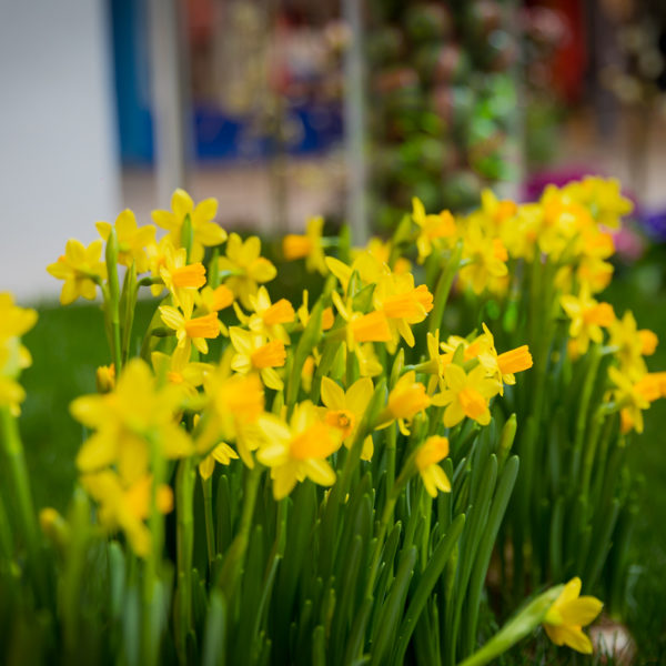 Osterbummlen in Suhl Osterbummlen in Suhl