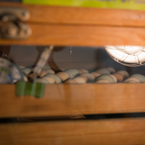 Osterbummlen in Suhl Osterbummlen in Suhl